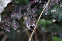 Euphorbia melanadenia