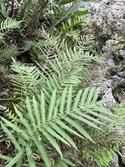 Pelazoneuron kunthii