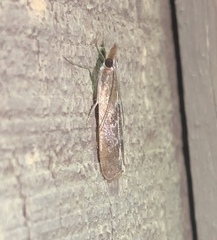 Syntonarcha iriastis