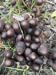 Parasola conopilea