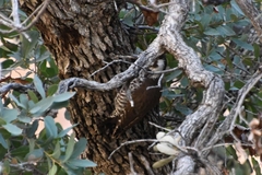Dryobates arizonae