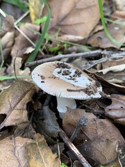 Amanita calyptratoides