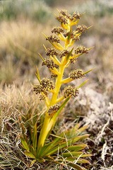 Aciphylla hectori