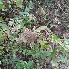 Peteravenia schultzii