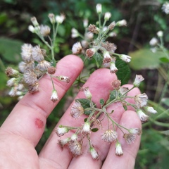 Peteravenia schultzii