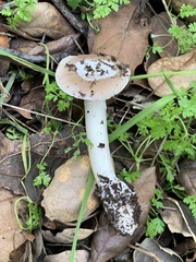 Amanita calyptratoides