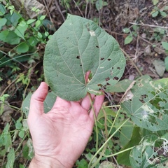 Peteravenia schultzii