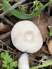Amanita calyptratoides