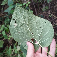 Peteravenia schultzii