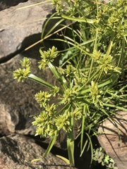Cyperus eragrostis