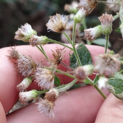 Peteravenia schultzii