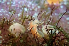 Coryphella