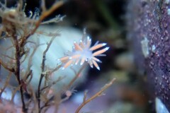 Coryphella