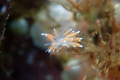 Coryphella