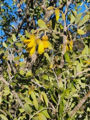 Sophora chrysophylla