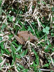 Rana longicrus