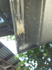 Eriophora edax