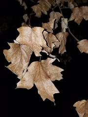 Acer floridanum