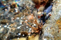 Coryphella