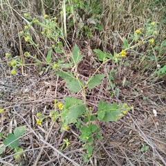 Simsia foetida