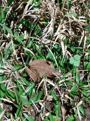 Rana longicrus