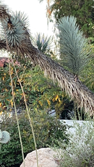 Yucca filifera