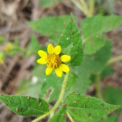 Simsia foetida