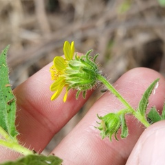 Simsia foetida