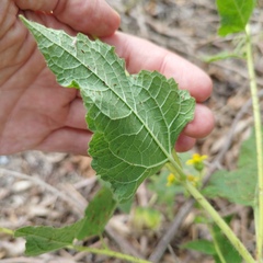 Simsia foetida