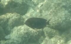 Acanthuridae