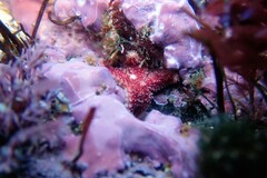 Asterias rubens