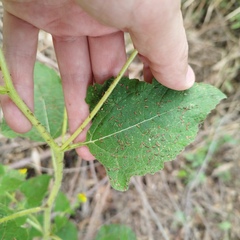 Simsia foetida