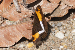 Adelpha cocala cocala