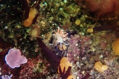 Coryphella