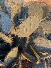 Opuntia engelmannii