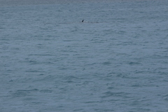 Balaenoptera physalus