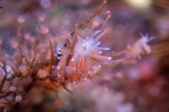 Coryphella