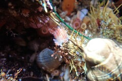 Coryphella