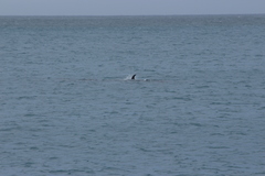 Balaenoptera physalus