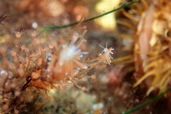 Coryphella