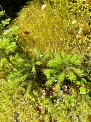 Dendroligotrichum tongariroense