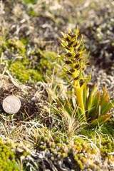 Aciphylla kirkii