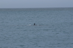 Balaenoptera physalus