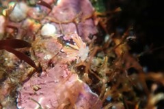 Coryphella
