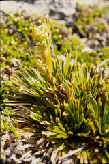 Aciphylla kirkii