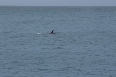 Balaenoptera physalus