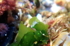 Diaphoreolis viridis