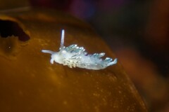 Diaphoreolis viridis