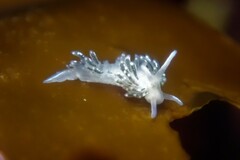 Diaphoreolis viridis