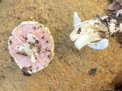 Agaricus xanthodermus